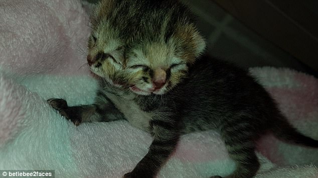 Born on December 12, Bettie Bee has three eyes, two mouths and two noses (pictured)