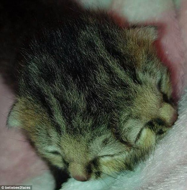 Her carer told Daily Mail Australia Bettie Bee (pictured) is fed every two hours through a tube