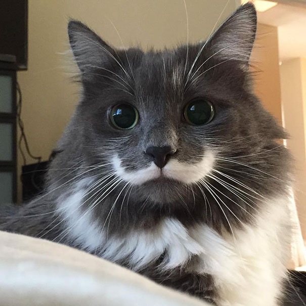 Hamilton The Hipster Cat