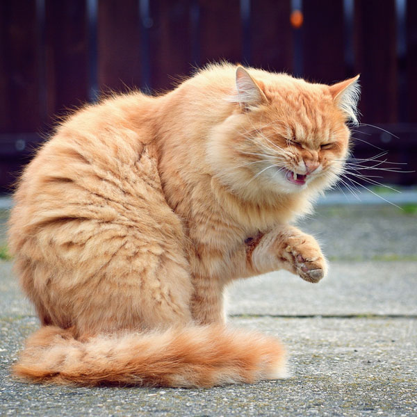 Image result for funny cat sneezing