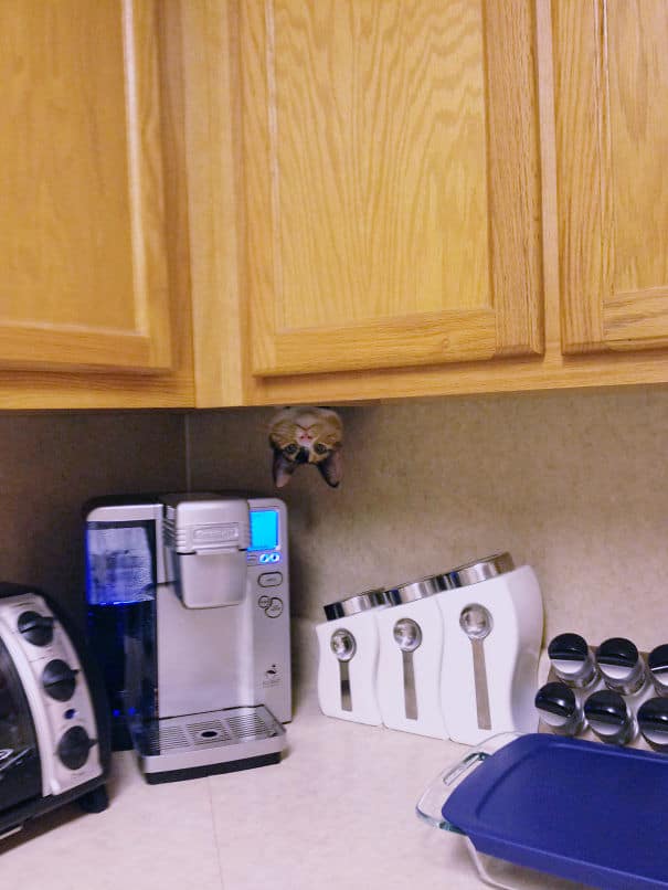 Ninja Cat