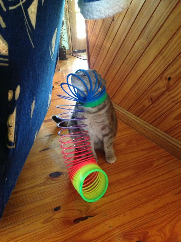 My Rainbow Cat Is Less Glamorous