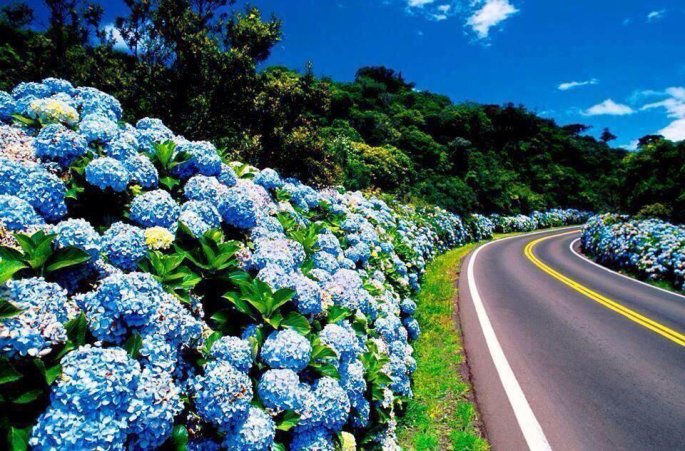 Image result for faial portugal hydrangea