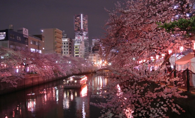 Unduh 96 Background Power Point Bunga Sakura Paling Keren
